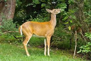 Hoof Prints: White-tailed deer doe browsing. Central New jersey, USA