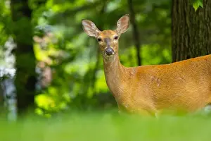 Hoof Prints: White-tailed deer doe close-up portrait. Central New Jersey, USA