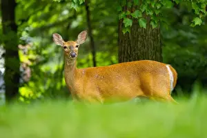 Hoof Prints: White-tailed deer doe close-up portrait. Central New Jersey, USA