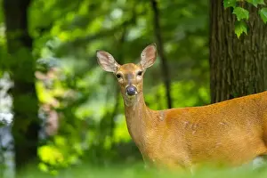 Hoof Prints: White-tailed deer doe close-up portrait. Central New Jersey, USA