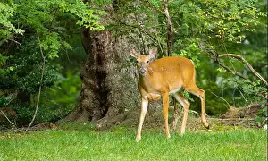 Hoof Prints: White-tailed deer doe in a dense forest. Central New Jersey, USA