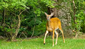 Hoof Prints: White-tailed deer doe in a dense forest. Central New Jersey, USA
