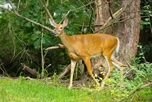 Hoof Prints: White-tailed deer doe in a dense forest. Central New Jersey, USA