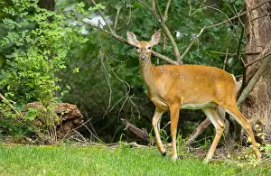 Hoof Prints: White-tailed deer doe in a dense forest. Central New Jersey, USA