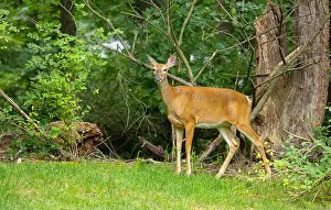 Hoof Prints: White-tailed deer doe in a dense forest. Central New Jersey, USA