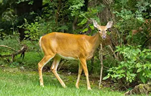 Hoof Prints: White-tailed deer doe in a dense forest. Central New Jersey, USA