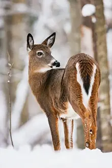White Tailed Deer Prints: White-tailed Deer doe in snowy winter woodland
