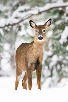 White Tailed Deer Prints: White-tailed deer doe standing at the edge of snow covered woods