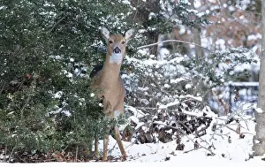 Virginia Deer Prints: White-tailed deer doe in winter woods. New Jersey, USA