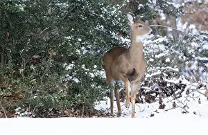 Virginia Deer Prints: White-tailed deer doe in winter woods. New Jersey, USA