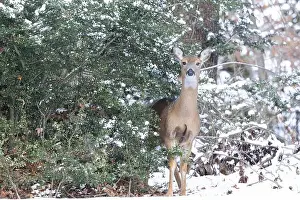 Virginia Deer Prints: White-tailed deer doe in winter woods. New Jersey, USA