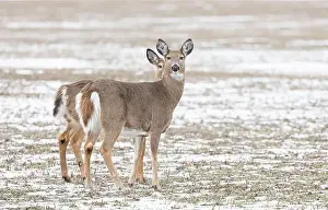 White Tailed Prints: White-tailed deer and her fawn hiding behind here in a snow covered field in Canada
