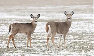 White Tailed Prints: White-tailed deer and her fawn in a snow covered field in Canada
