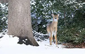 Virginia Deer Prints: White-tailed deer fawn in winter woods. New Jersey, USA