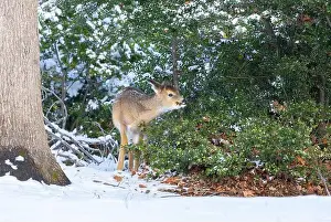 Virginia Deer Prints: White-tailed deer fawn in winter woods. New Jersey, USA