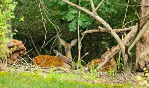 Hoof Prints: Two white-tailed deer fawns in the dense bush. Central New Jersey, USA