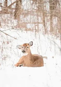White Tailed Prints: White-tailed deer laying on snow covered ground in the woods