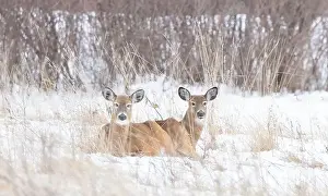 White Tailed Prints: Two White-tailed deer resting in the snow on a winter day in Canada