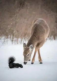 White Tailed Prints: White tailed deer and squirrel eating seeds off snow in wooded area