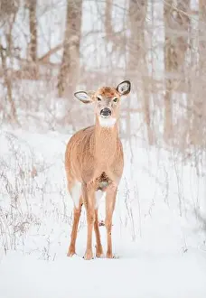 White Tailed Prints: White-tailed deer standing alone in the snowy woods