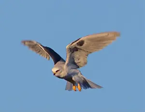 Red Eyes Prints: White-tailed Kite adult hovering in search of rodents