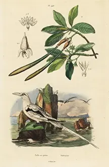 Handcoloured Prints: White-tailed tropicbird, Phaethon lepturus 1