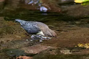 Watchful Prints: White throated dipper (Cinclus cinclus) in a river