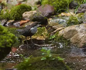 Watchful Prints: White throated dipper (Cinclus cinclus) in a river