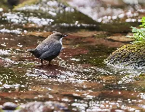 Watchful Prints: White throated dipper (Cinclus cinclus) in a river