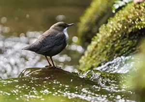 Watchful Prints: White throated dipper (Cinclus cinclus) in a river