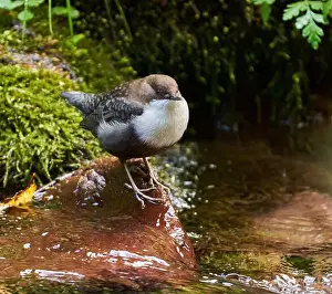 Watchful Prints: White throated dipper (Cinclus cinclus) in a river