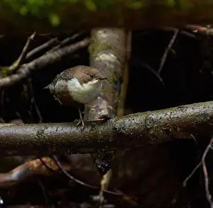 Watchful Prints: White throated dipper (Cinclus cinclus) in a river