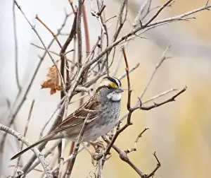 Sparrows Prints: White-throated sparrow in woodland habitat in autumn in Ontario Canada