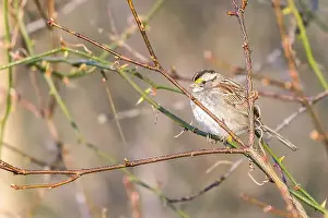 Heron Prints: White-throated sparrow (Zonotrichia albicollis) in Chesapeake and Ohio Canal National Historical Park