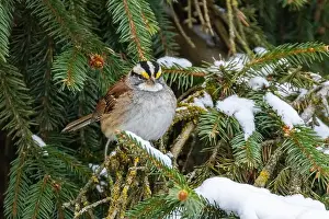 Sunflower Seeds Prints: white-throated sparrow (Zonotrichia albicollis) in winter