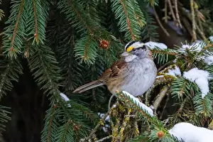 Sunflower Seeds Prints: white-throated sparrow (Zonotrichia albicollis) in winter