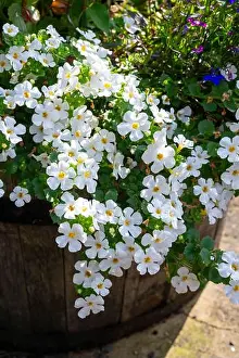 Annual Plant Prints: White trailing Bacopa on the edge of a planted barrel in summer garden