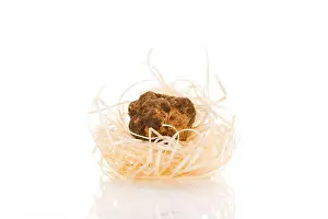 Tuber Prints: White truffle (tuber magnatum) isolated on white