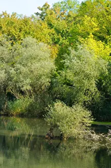 Wetlands Prints: White willow (Salix alba), river flood plains of Rhine river, France