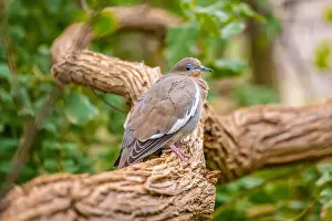 Stems Prints: A White Winged Dove in Tucson, Arizona