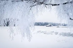 White winter landscape with frosty tree at daytime in Finland