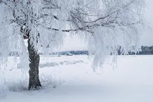 White winter landscape with frosty tree at daytime in Finland