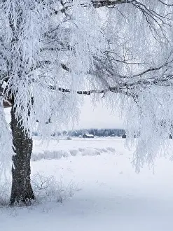 White winter landscape with frosty tree at daytime in Finland