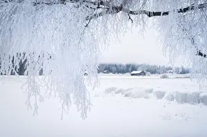White winter landscape with frosty tree at daytime in Finland