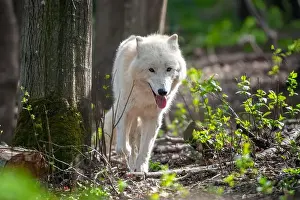 Arctic Wolf Prints: A white wolf stands confidently next to a tall tree in a dense forest