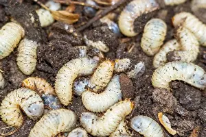 Bait Prints: white worm close-up. the larva of the may beetle