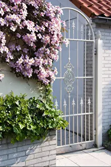 Clematis Prints: White wrought iron gate with pink clematis montana flowers in spring
