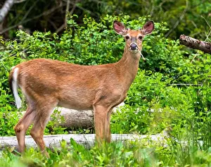 Whitetail Prints: A whitetail buck deer beginning to grow it's antlers in a field in the woods in Tidioute