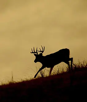 White Tail Prints: Whitetail Deer buck running along a ridge top on the Flathead Indian Reservation in western Montana
