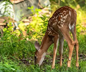 Warren County Prints: A whitetail deer fawn in the wild eating grass in Warren County